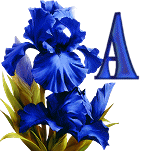 KKS~Blue-Iris-A.gif