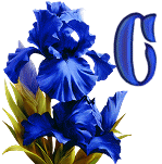 KKS~Blue-Iris-C.gif