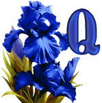 KKS~Blue-Iris-Q.gif