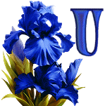 KKS~Blue-Iris-U.gif