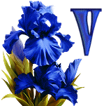 KKS~Blue-Iris-V.gif