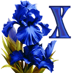 KKS~Blue-Iris-X.gif