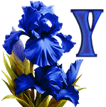 KKS~Blue-Iris-Y.gif