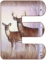 KKS~Deer-E_1.gif