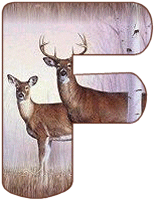 KKS~Deer-F.gif