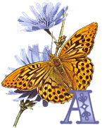 KKS~Monarch-Butterfly-A.gif