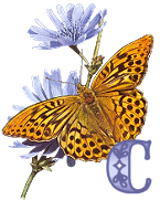 KKS~Monarch-Butterfly-C.gif