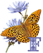 KKS~Monarch-Butterfly-F.gif