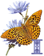 KKS~Monarch-Butterfly-I.gif