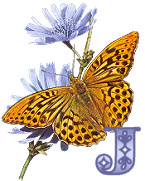 KKS~Monarch-Butterfly-J.gif