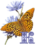 KKS~Monarch-Butterfly-K.gif