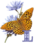 KKS~Monarch-Butterfly-L.gif