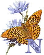 KKS~Monarch-Butterfly-N.gif