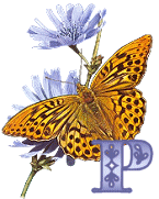 KKS~Monarch-Butterfly-P.gif