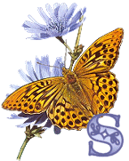 KKS~Monarch-Butterfly-S.gif