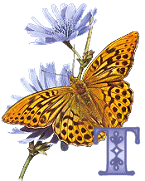 KKS~Monarch-Butterfly-T.gif