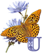 KKS~Monarch-Butterfly-U.gif