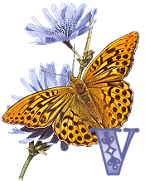 KKS~Monarch-Butterfly-V.gif