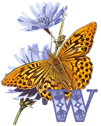 KKS~Monarch-Butterfly-W.gif