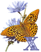 KKS~Monarch-Butterfly-X.gif