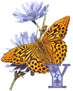 KKS~Monarch-Butterfly-Y.gif