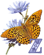 KKS~Monarch-Butterfly-Z.gif