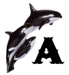 KKS~ORCA-A.gif