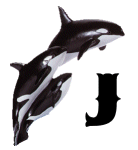 KKS~ORCA-J.gif