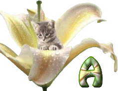 KittyBlossomA.gif