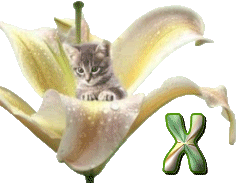 KittyBlossomX.gif