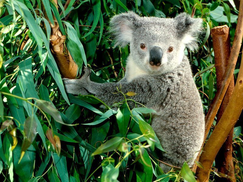 Koala-2_1.jpg