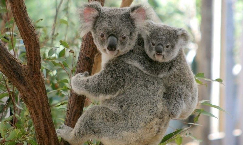 Koala-Mother-and-Joey-940x564.jpg