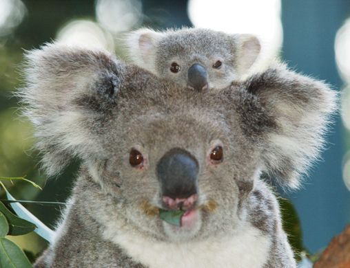 Koala_Baby_1.jpg