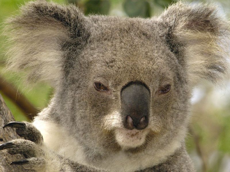 Koala_Portrait_Lone_Pine_Koala_Sanctuary_Brisbane_Australia_1280x960_1.jpg