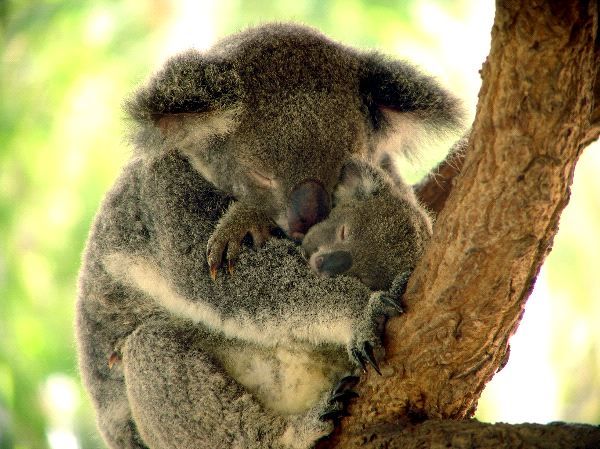 Koala_Sleeping_With_Her_Joey_600_1.jpg
