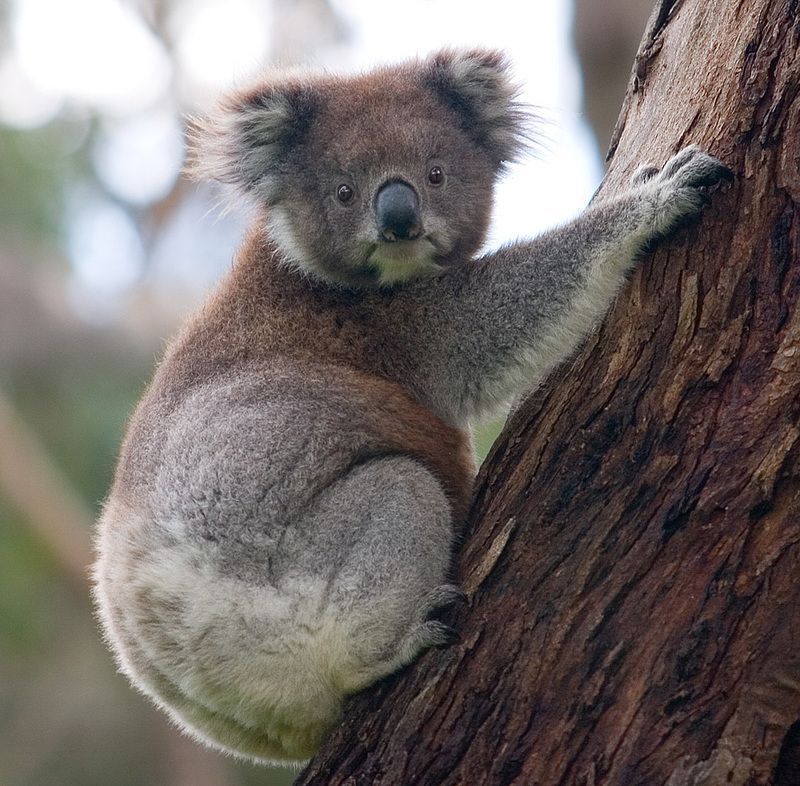 Koala_climbing_tree_1.jpg