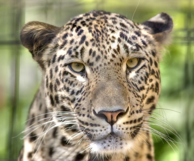 Leopard--Panthera-pardus-saxicolor--Face--Gentry.jpg