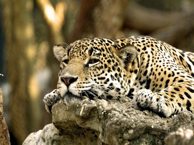 Leopard-Africa-HD-Desktop-Wallpaper.jpg