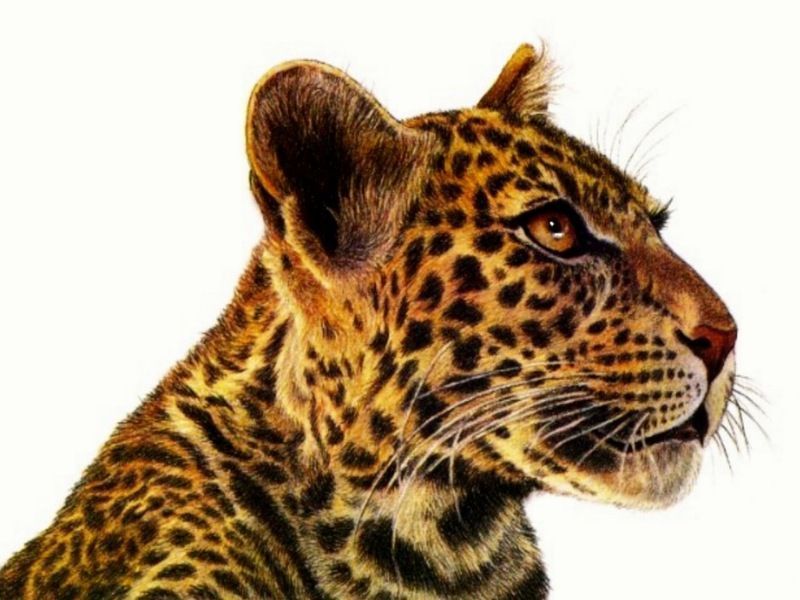 Leopard-Art-Francien-wall.jpg