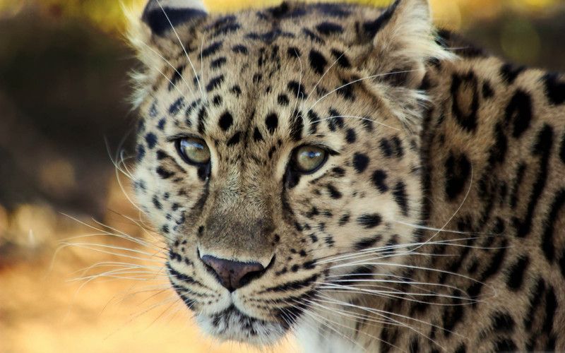 Leopard-Close-up.jpg