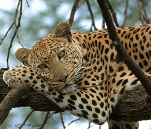 Leopard-in-tree--cropped-jpg.jpg