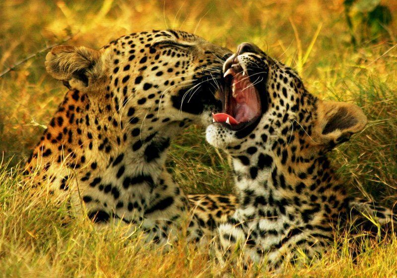 Leopard-interaction-with-a-cub.jpg