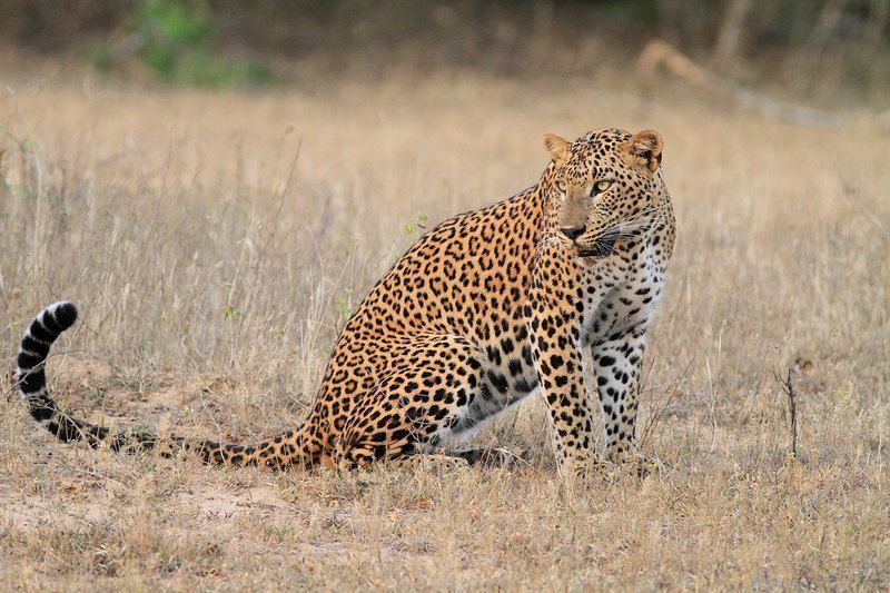 Leopard-just-spotted-his-prey.jpg