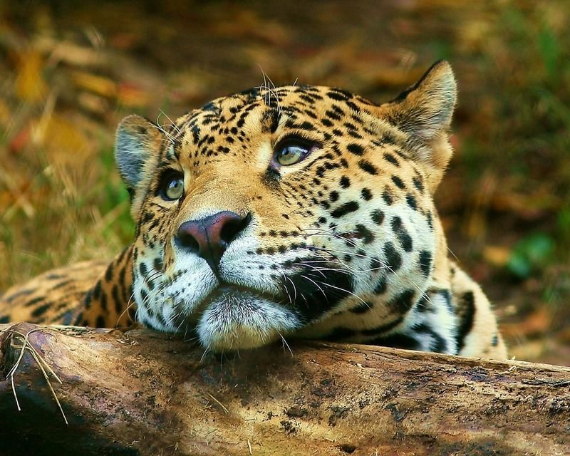 Leopard5.jpg