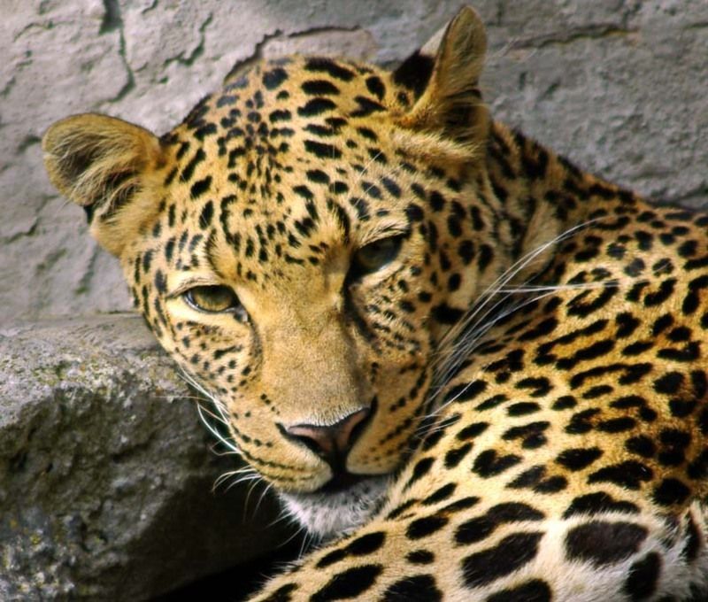 Leopard6.jpg