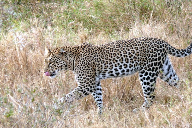 Leopard_Panthera_pardus.jpg