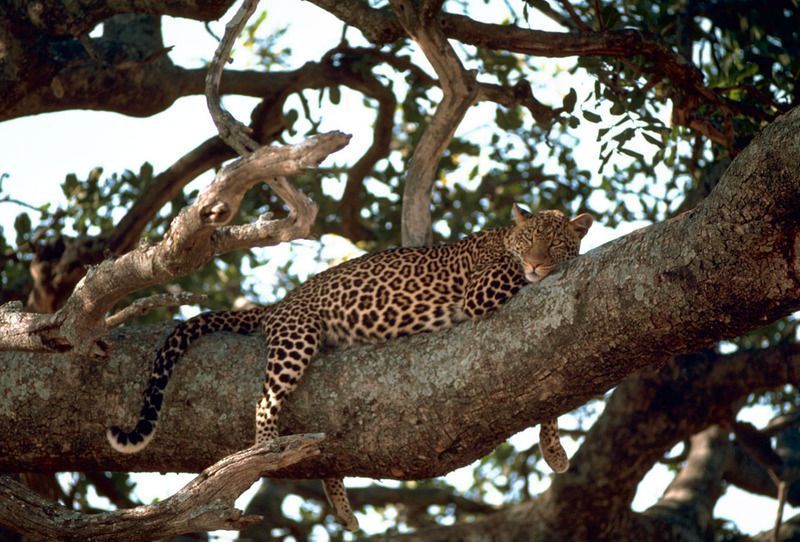 Leopard_on_the_tree.jpg