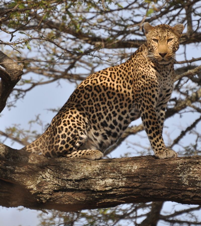 Leopard_standing_in_tree_2.jpg