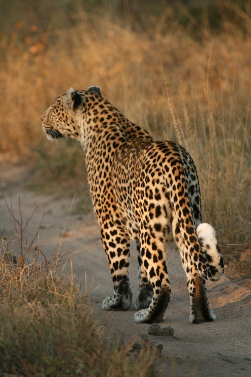 Leopard_walking.jpg