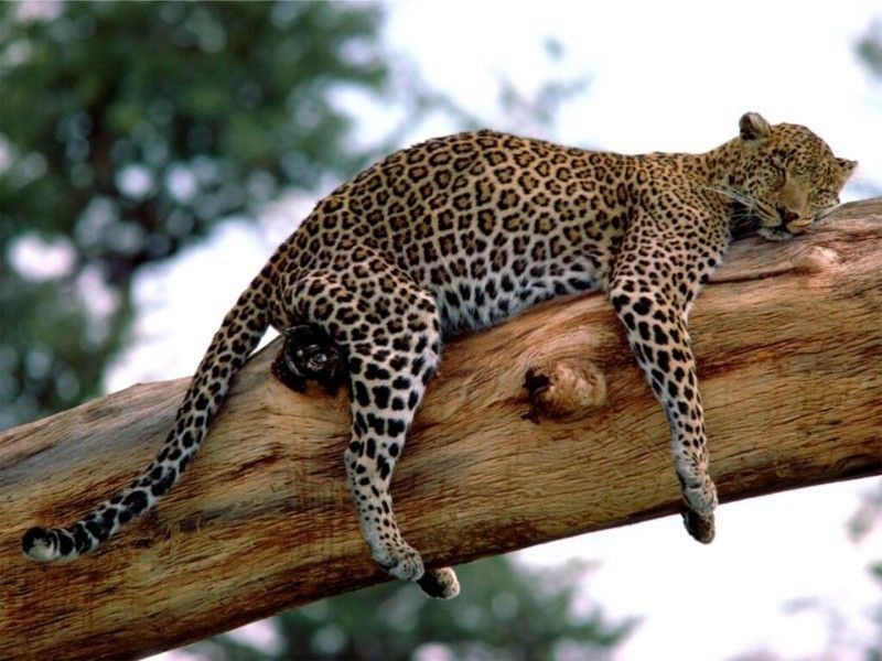 Long-Week--Leopard--Tanzania.jpg